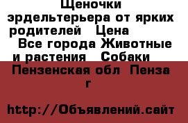 Щеночки эрдельтерьера от ярких родителей › Цена ­ 25 000 - Все города Животные и растения » Собаки   . Пензенская обл.,Пенза г.